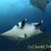 ray_manta_ma_li_h_0177_kom2271.jpg